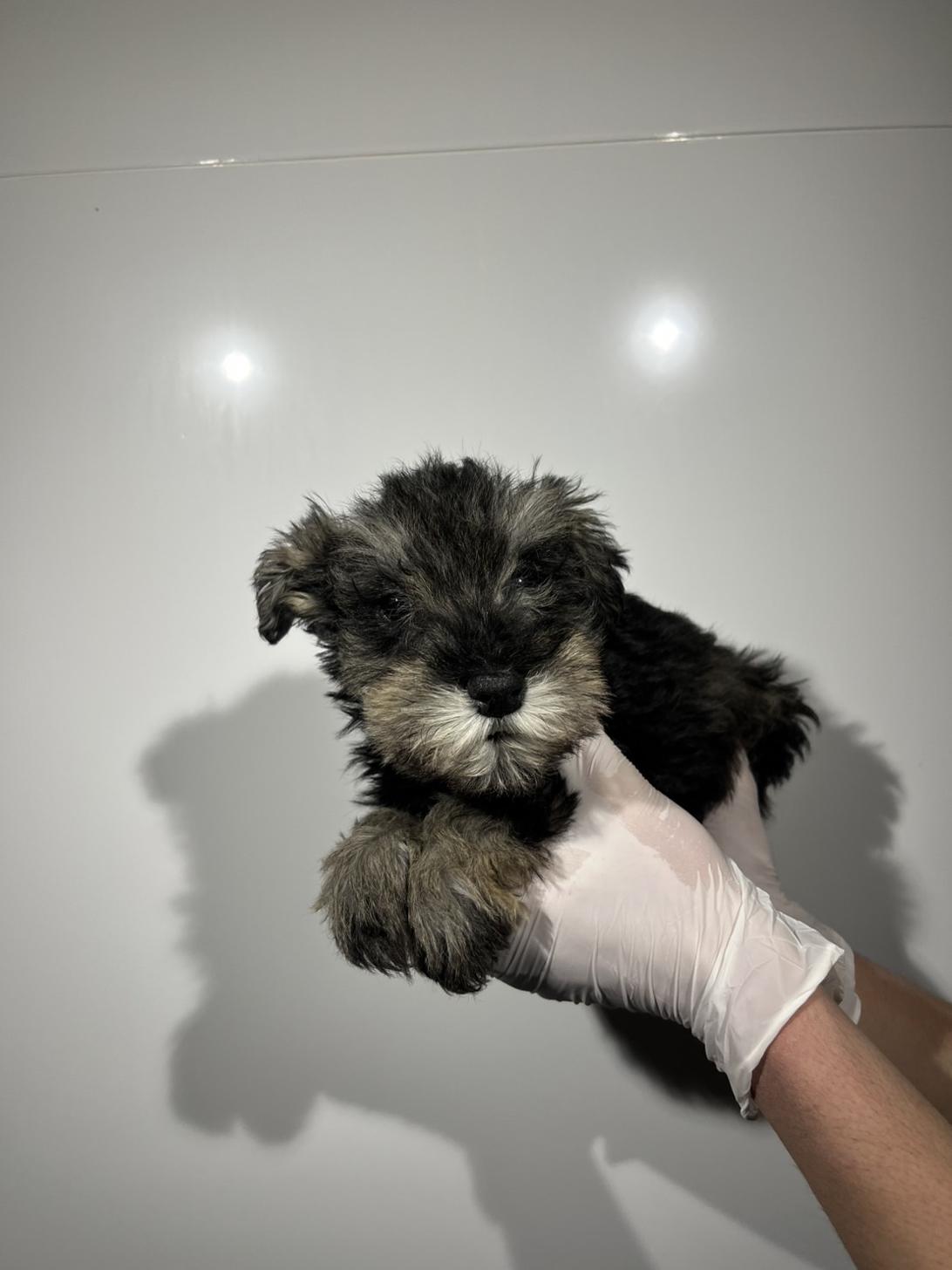 埼玉県のミニチュアシュナウザー (ペッツスマイル加須インター店/2025年12月9日生まれ/男の子/ソルトペッパー)の子犬の4枚目の画像