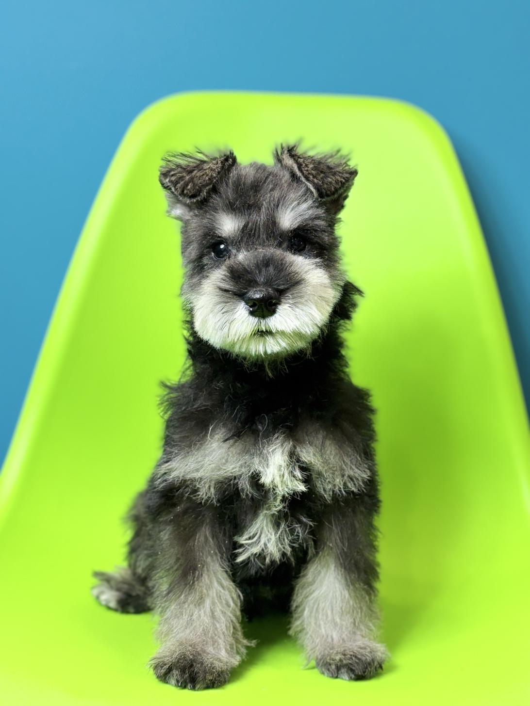 埼玉県のミニチュアシュナウザー (ペッツスマイル加須インター店/2025年12月9日生まれ/男の子/ソルトペッパー)の子犬の4枚目の画像