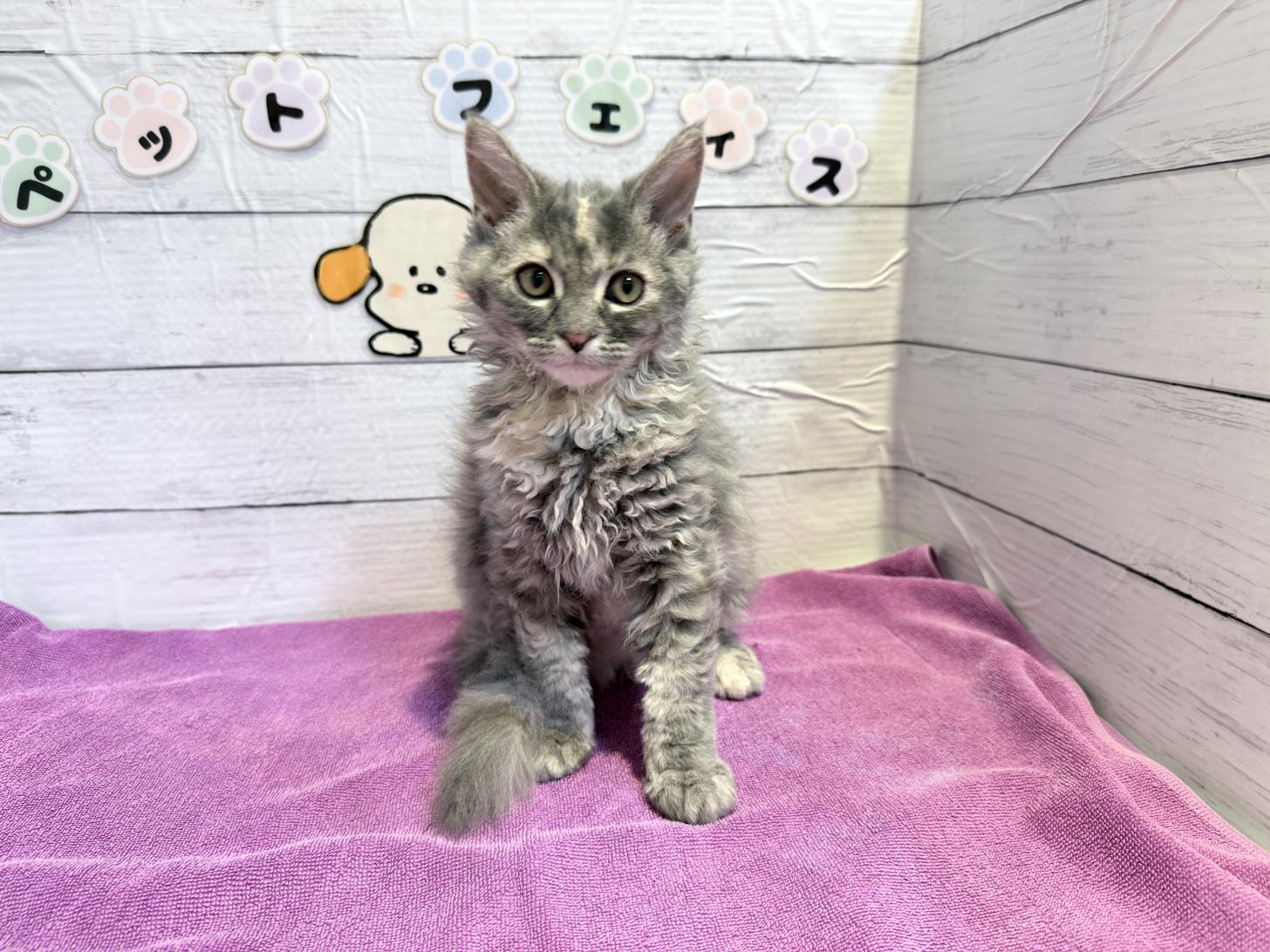 北海道のハーフ猫・ミックス猫 (ペットフェイス大谷地店/2025年12月30日生まれ/女の子/ブルークリームタビー)の子猫の1枚目の画像