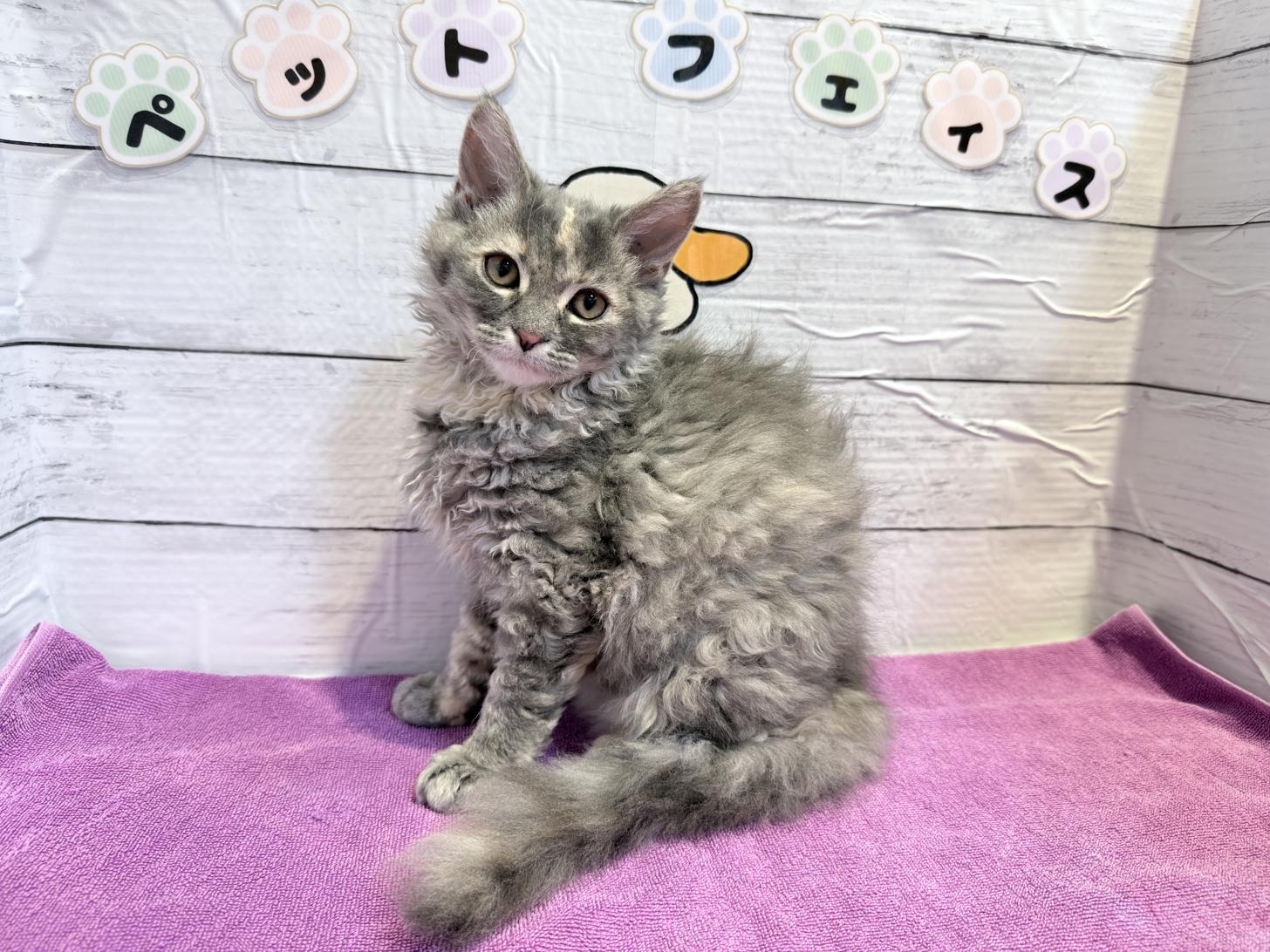 北海道のハーフ猫・ミックス猫 (ペットフェイス大谷地店/2025年12月30日生まれ/女の子/ブルークリームタビー)の子猫の2枚目の画像