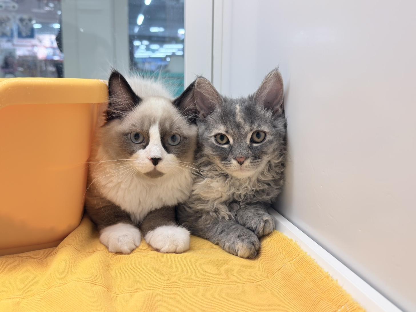 北海道のハーフ猫・ミックス猫 (ペットフェイス大谷地店/2025年12月30日生まれ/女の子/ブルークリームタビー)の子猫の3枚目の画像