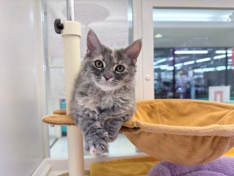 北海道のハーフ猫・ミックス猫 (ペットフェイス大谷地店/2025年12月30日生まれ/女の子/ブルークリームタビー)の子猫の4枚目の画像