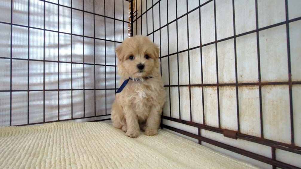 茨城県のハーフ犬・ミックス犬 (ペットショップスズキ/2026年7月27日生まれ/男の子/クリーム)の子犬の1枚目の画像