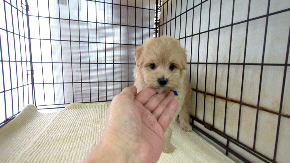茨城県のハーフ犬・ミックス犬 (ペットショップスズキ/2026年7月27日生まれ/男の子/クリーム)の子犬の2枚目の画像