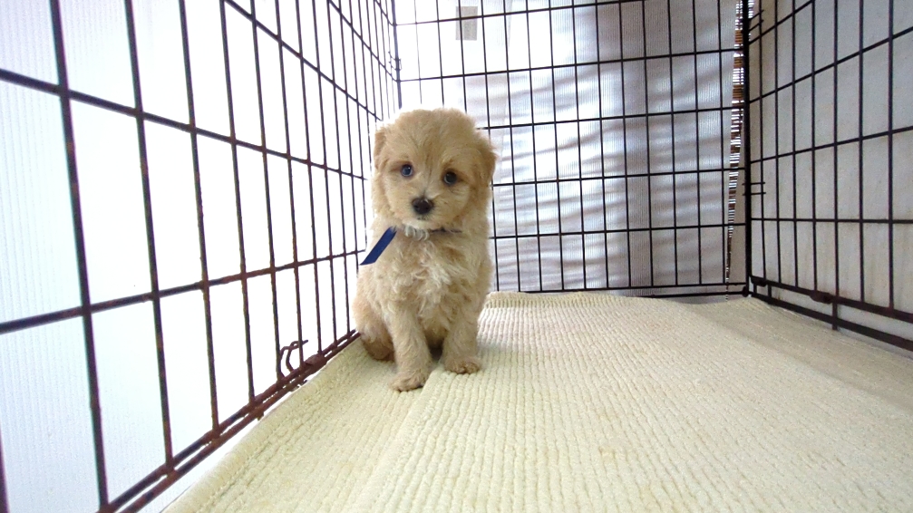 茨城県のハーフ犬・ミックス犬 (ペットショップスズキ/2026年7月27日生まれ/男の子/クリーム)の子犬の3枚目の画像