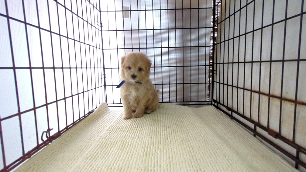 茨城県のハーフ犬・ミックス犬 (ペットショップスズキ/2026年7月27日生まれ/男の子/クリーム)の子犬の4枚目の画像