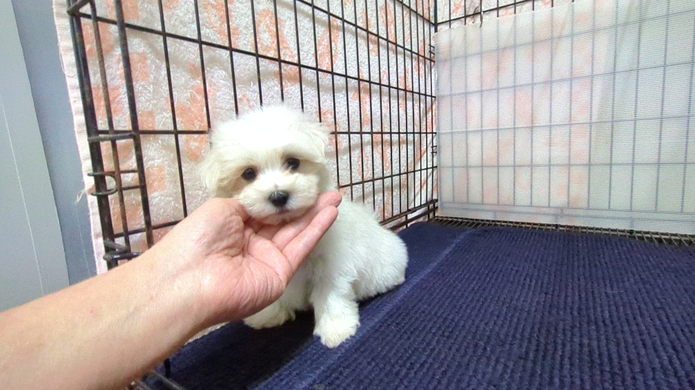 茨城県のマルチーズ (ペットショップスズキ/2025年11月8日生まれ/男の子/ホワイト)の子犬の2枚目の画像