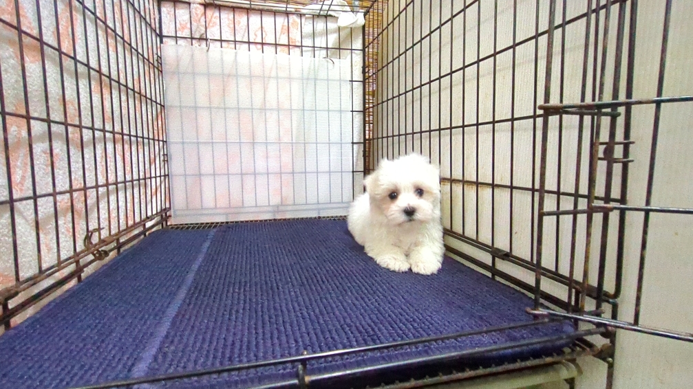 茨城県のマルチーズ (ペットショップスズキ/2025年11月8日生まれ/男の子/ホワイト)の子犬の3枚目の画像