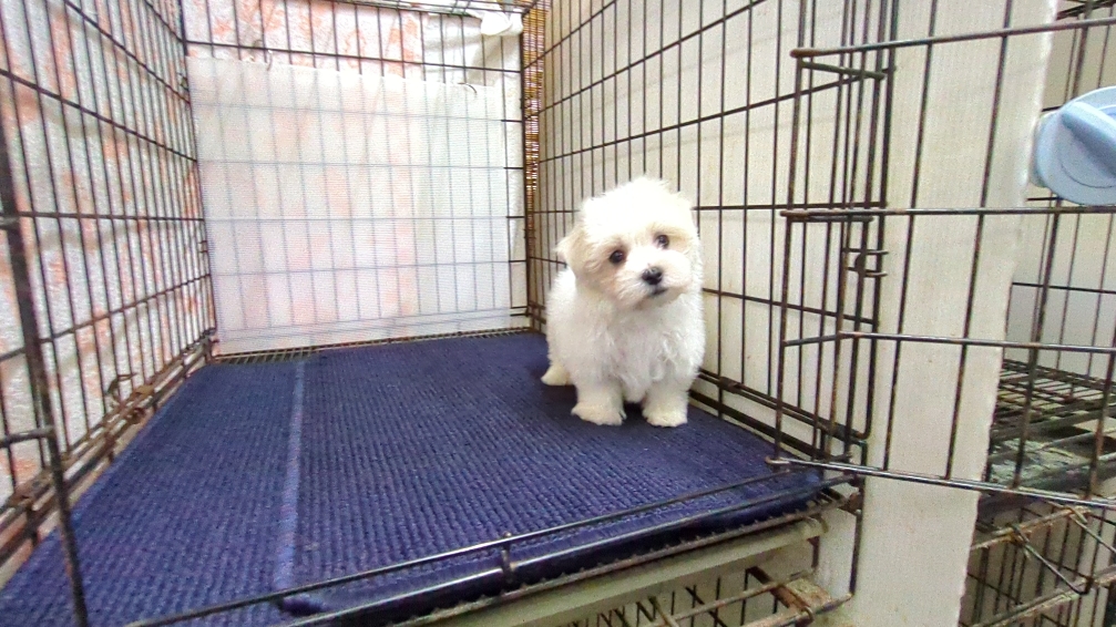 茨城県のマルチーズ (ペットショップスズキ/2025年11月8日生まれ/男の子/ホワイト)の子犬の4枚目の画像