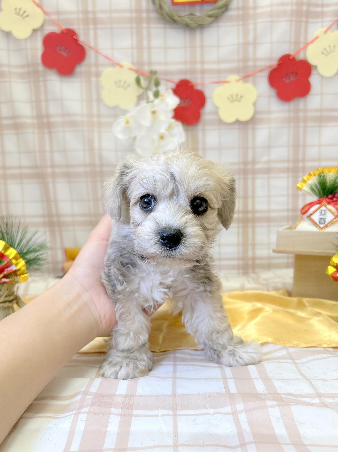 北海道のハーフ犬・ミックス犬 (ラブワンコ平岸店/2025年11月12日生まれ/女の子/その他色)の子犬