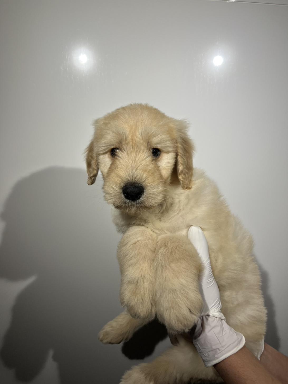 埼玉県のゴールデンドゥードゥル(ゴールデン×プードル) (ペッツスマイル加須インター店/2026年1月10日生まれ/女の子/クリーム)の子犬