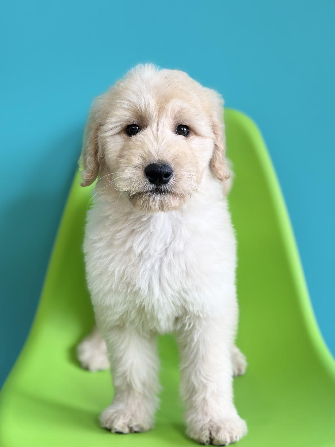 埼玉県のゴールデンドゥードゥル(ゴールデン×プードル) (ペッツスマイル加須インター店/2026年1月10日生まれ/女の子/クリーム)の子犬の1枚目の画像