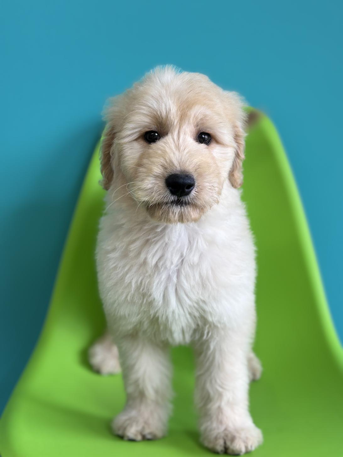 埼玉県のゴールデンドゥードゥル(ゴールデン×プードル) (ペッツスマイル加須インター店/2026年1月10日生まれ/女の子/クリーム)の子犬の2枚目の画像