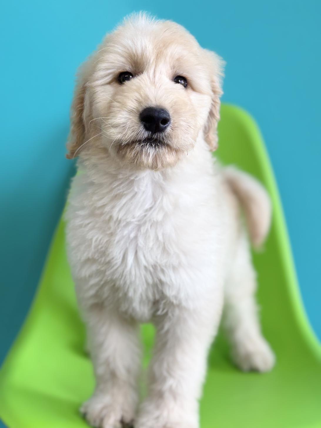 埼玉県のゴールデンドゥードゥル(ゴールデン×プードル) (ペッツスマイル加須インター店/2026年1月10日生まれ/女の子/クリーム)の子犬の3枚目の画像