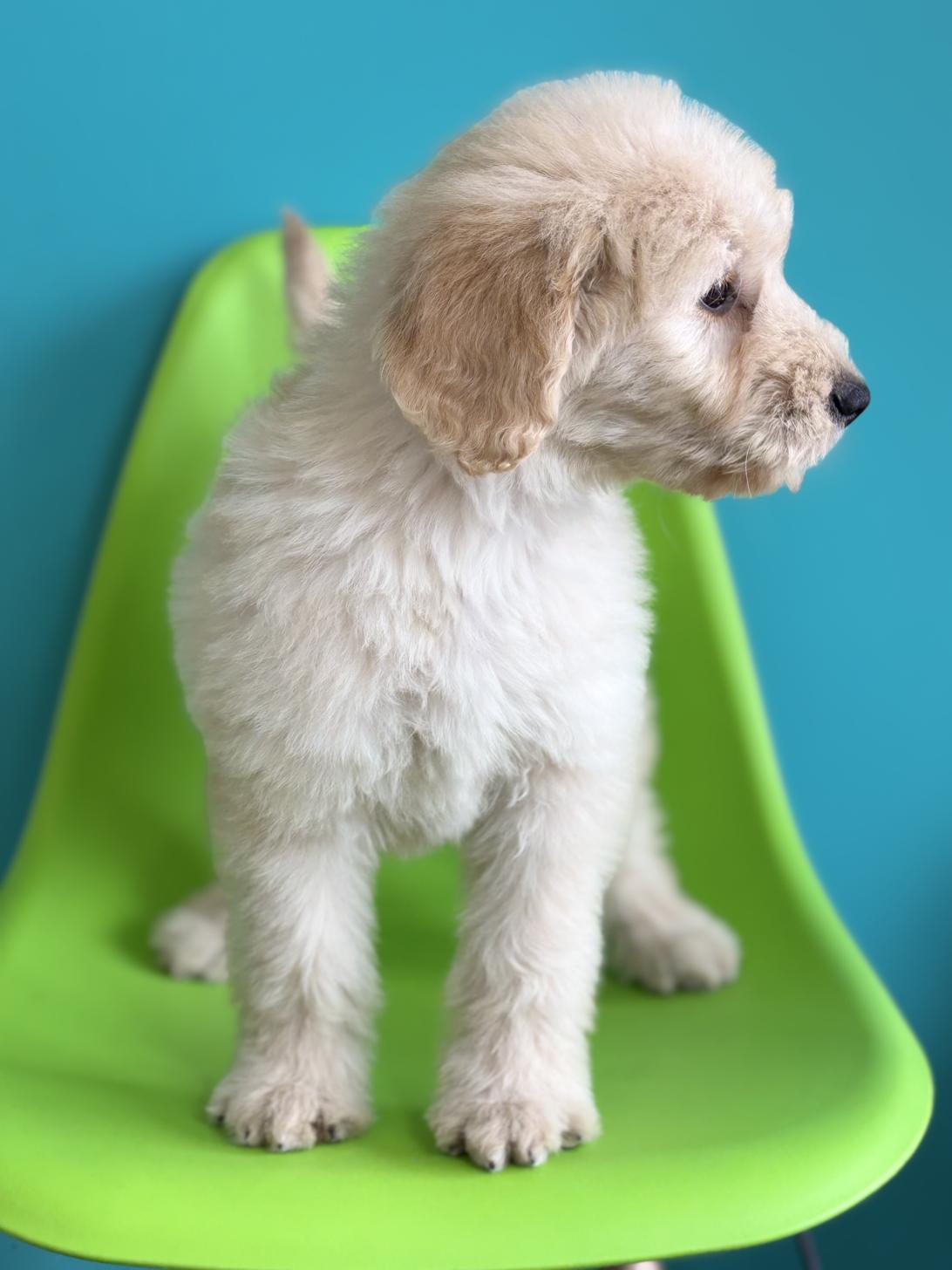 埼玉県のゴールデンドゥードゥル(ゴールデン×プードル) (ペッツスマイル加須インター店/2026年1月10日生まれ/女の子/クリーム)の子犬の4枚目の画像