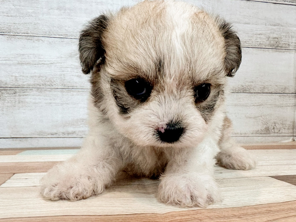 新潟県のハーフ犬・ミックス犬 (竹内ペット 新潟西店/2025年11月10日生まれ/女の子/フォーンホワイト)の子犬の1枚目の画像