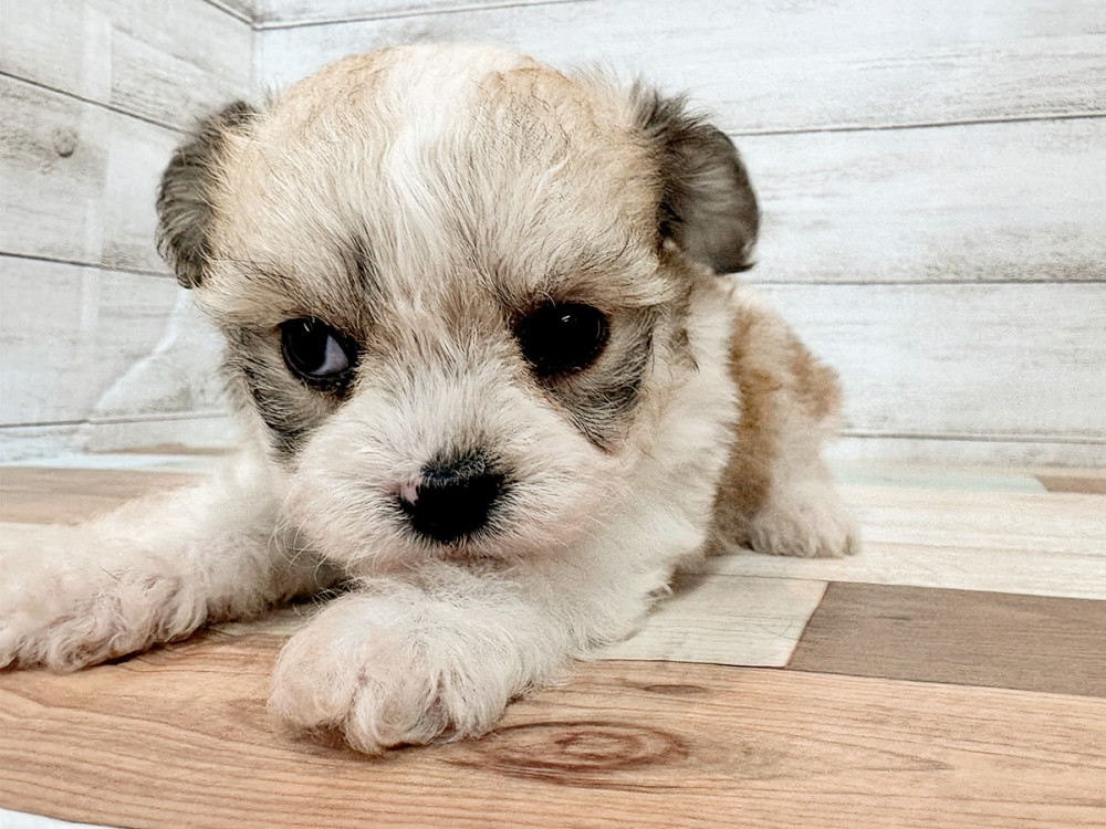 新潟県のハーフ犬・ミックス犬 (竹内ペット 新潟西店/2025年11月10日生まれ/女の子/フォーンホワイト)の子犬の2枚目の画像