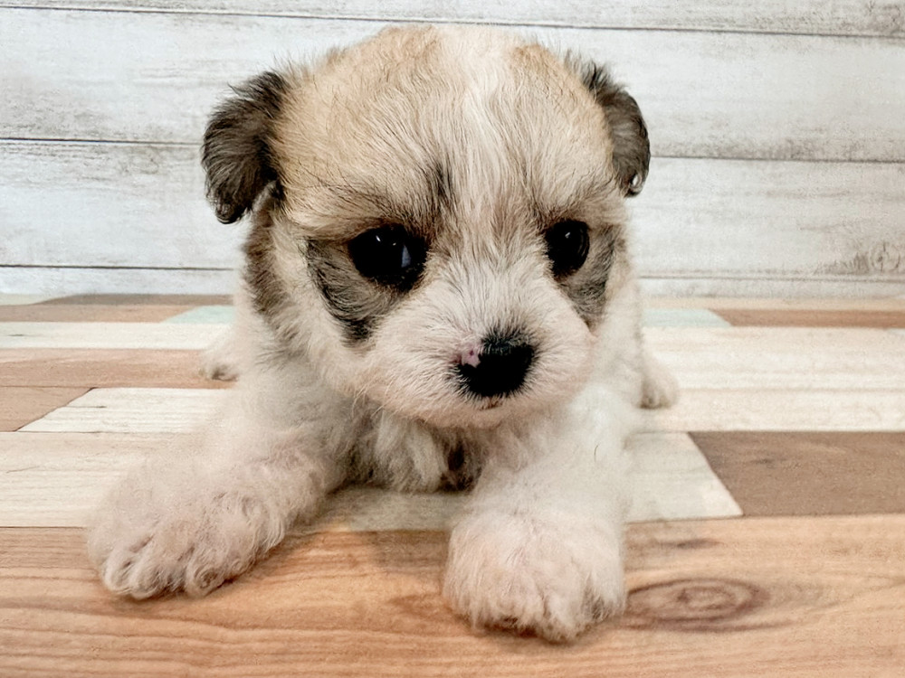 新潟県のハーフ犬・ミックス犬 (竹内ペット 新潟西店/2025年11月10日生まれ/女の子/フォーンホワイト)の子犬の3枚目の画像