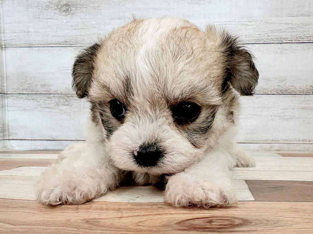 新潟県のハーフ犬・ミックス犬 (竹内ペット 新潟西店/2025年11月10日生まれ/女の子/フォーンホワイト)の子犬の4枚目の画像