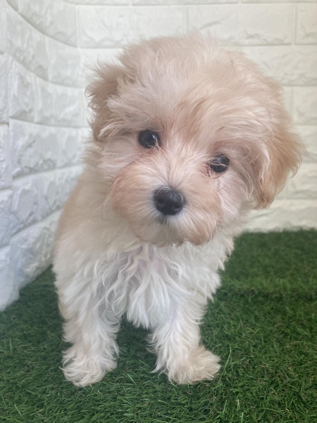東京都のマルプー(マルチーズ×プードル) (ペットショップcoco東京港区店/2025年10月5日生まれ/女の子/アプリコット)の子犬