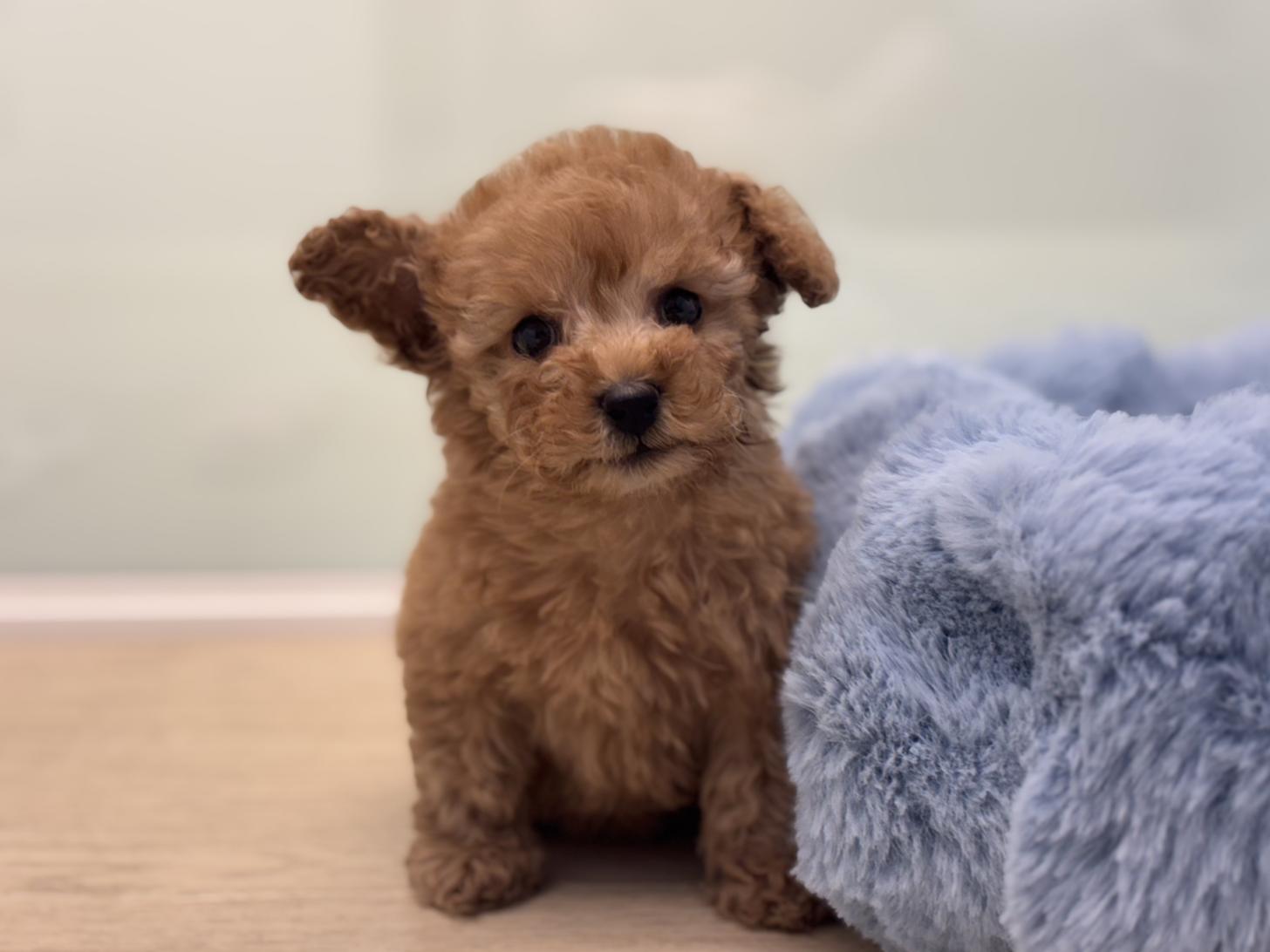 神奈川県のトイプードル(トイ) (Doggy Style 小田原店/2025年12月21日生まれ/男の子/アプリコット)の子犬の3枚目の画像