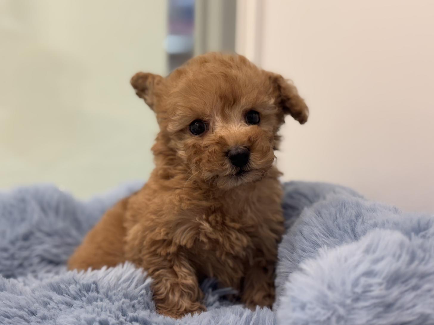 神奈川県のトイプードル(トイ) (Doggy Style 小田原店/2025年12月21日生まれ/男の子/アプリコット)の子犬の4枚目の画像