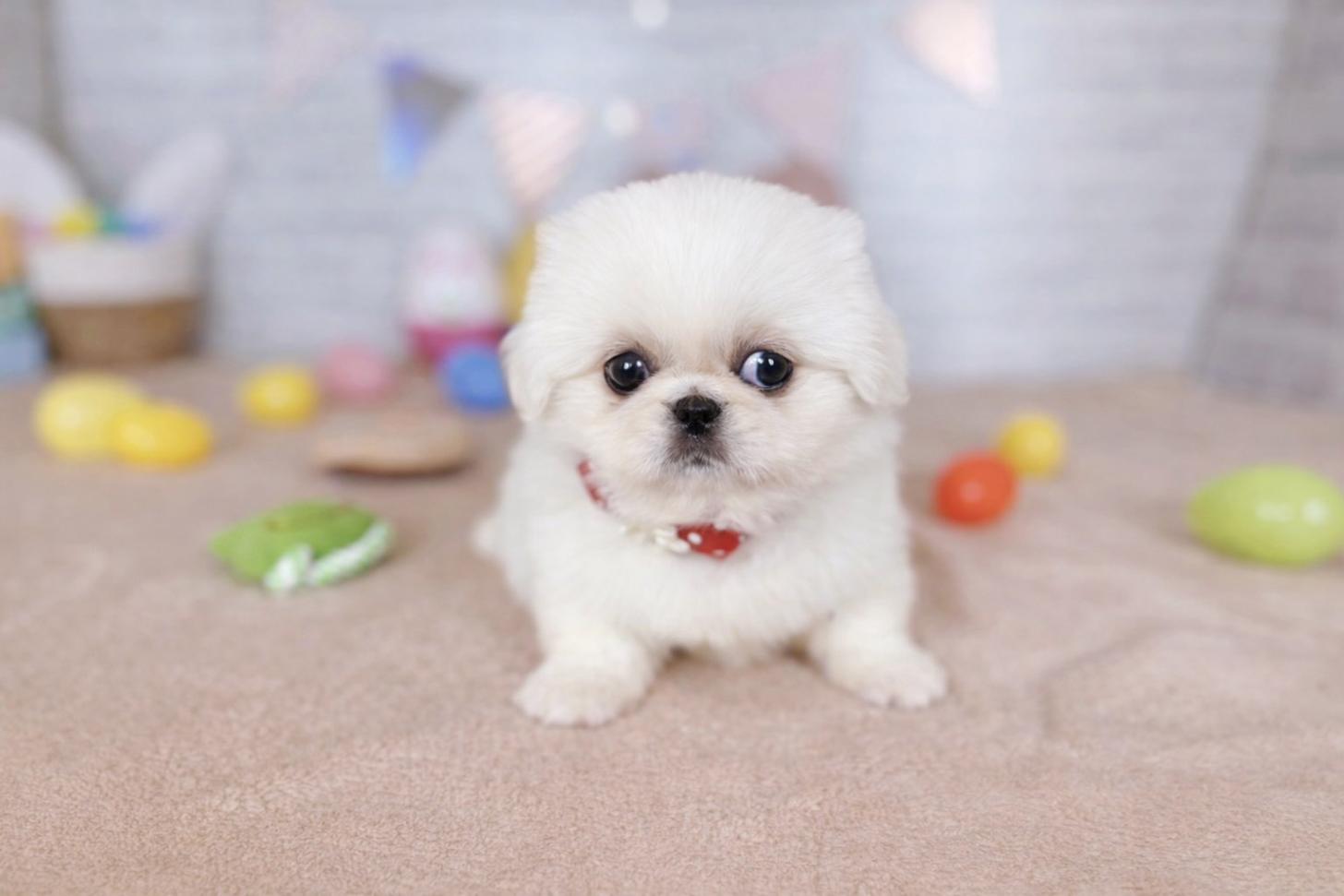 北海道のペキニーズ (ペットショップだんぼ/2026年1月17日生まれ/女の子/ホワイト)の子犬の1枚目の画像