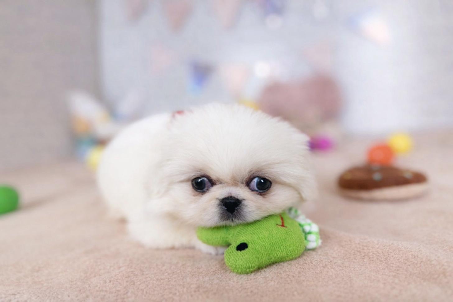 北海道のペキニーズ (ペットショップだんぼ/2026年1月17日生まれ/女の子/ホワイト)の子犬の2枚目の画像