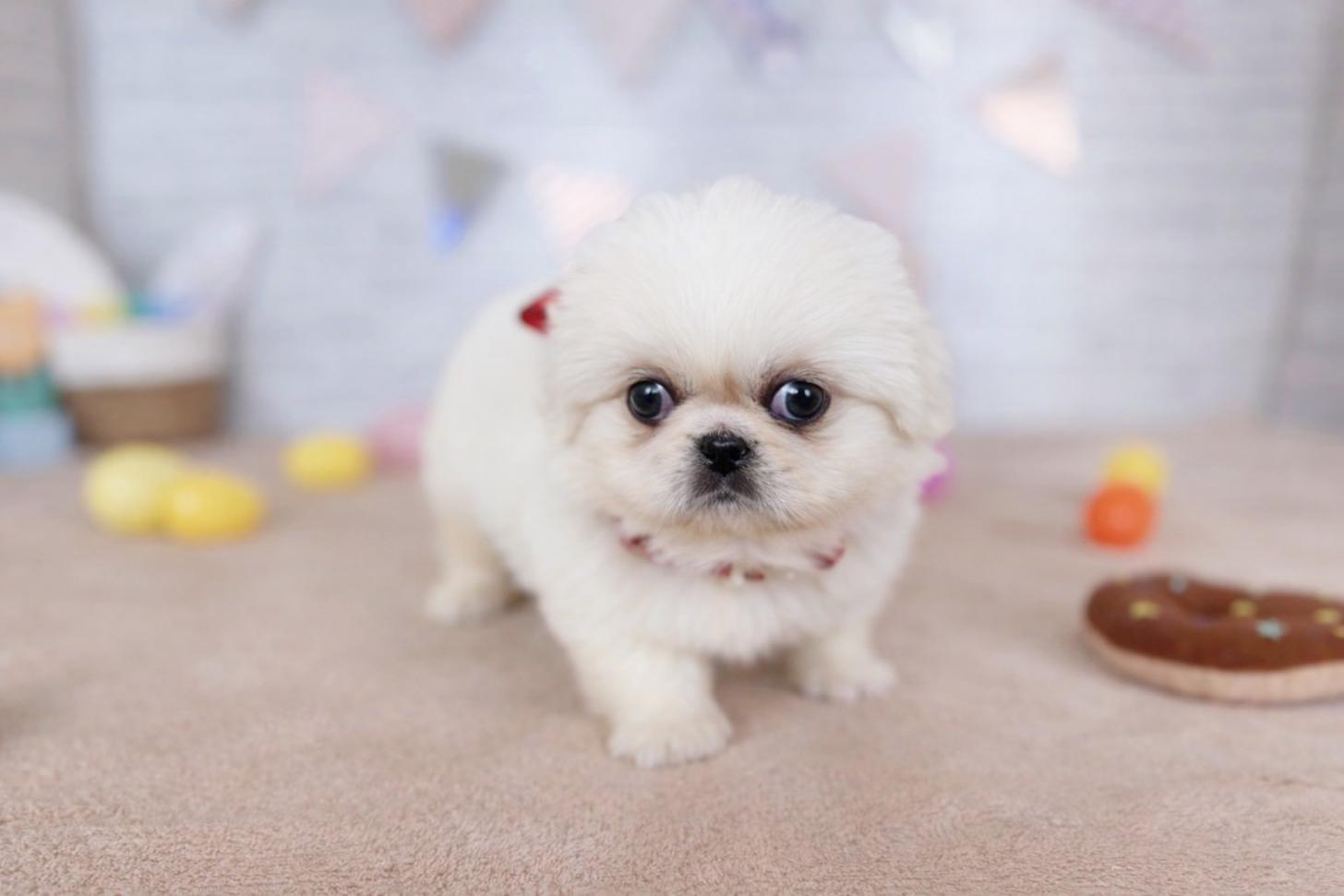 北海道のペキニーズ (ペットショップだんぼ/2026年1月17日生まれ/女の子/ホワイト)の子犬の3枚目の画像