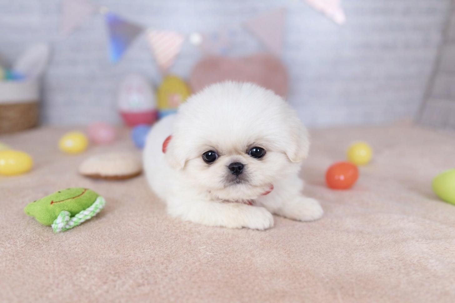 北海道のペキニーズ (ペットショップだんぼ/2026年1月17日生まれ/女の子/ホワイト)の子犬の4枚目の画像