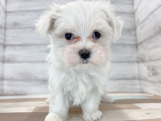 新潟県のマルチーズ (竹内ペット 新津本店/2025年12月4日生まれ/女の子/ホワイト)の子犬