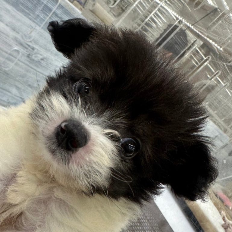 新潟県のハーフ犬 (ペトリス スーパーセンタームサシ新潟店/2024年1月20日生まれ/男の子/ブラックホワイト)の子犬