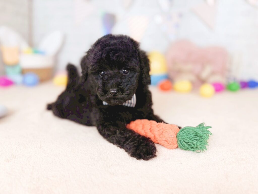 北海道のトイプードル(トイ) (ペットショップだんぼ/2026年5月21日生まれ/男の子/ブラック)の子犬の4枚目の画像