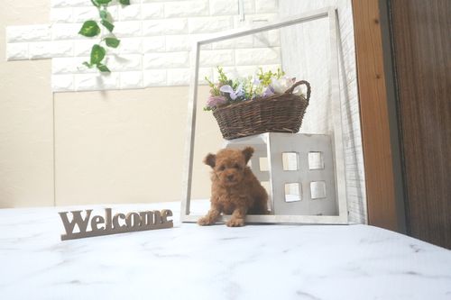 滋賀県のトイプードル(トイ) (いっぷく湖南店/2025年7月16日生まれ/男の子/レッドフォーン)の子犬の2枚目の画像