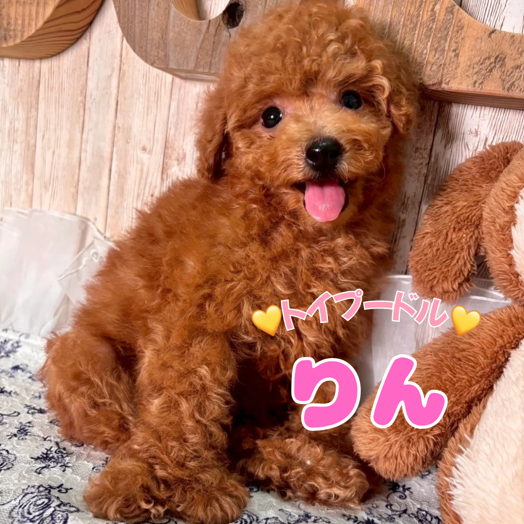 埼玉県のトイプードル(トイ) (ADELE PETS/2025年6月15日生まれ/女の子/レッド)の子犬の1枚目の画像
