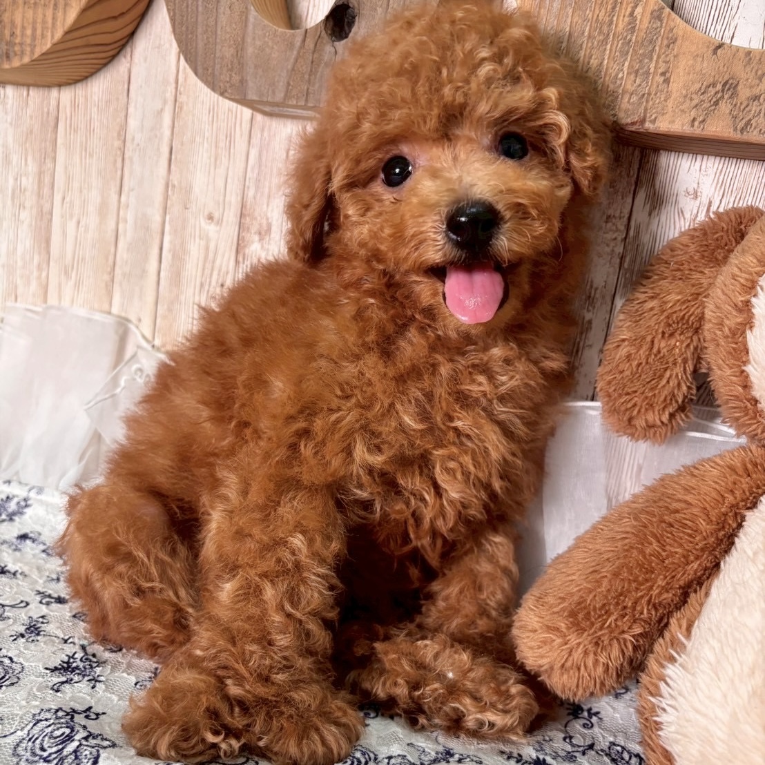 埼玉県のトイプードル(トイ) (ADELE PETS/2025年6月15日生まれ/女の子/レッド)の子犬の2枚目の画像