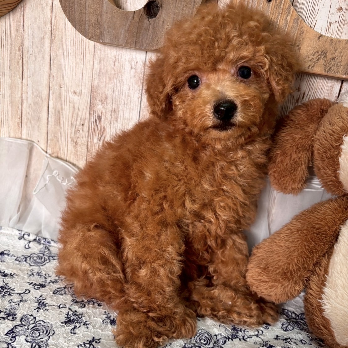 埼玉県のトイプードル(トイ) (ADELE PETS/2025年6月15日生まれ/女の子/レッド)の子犬の3枚目の画像