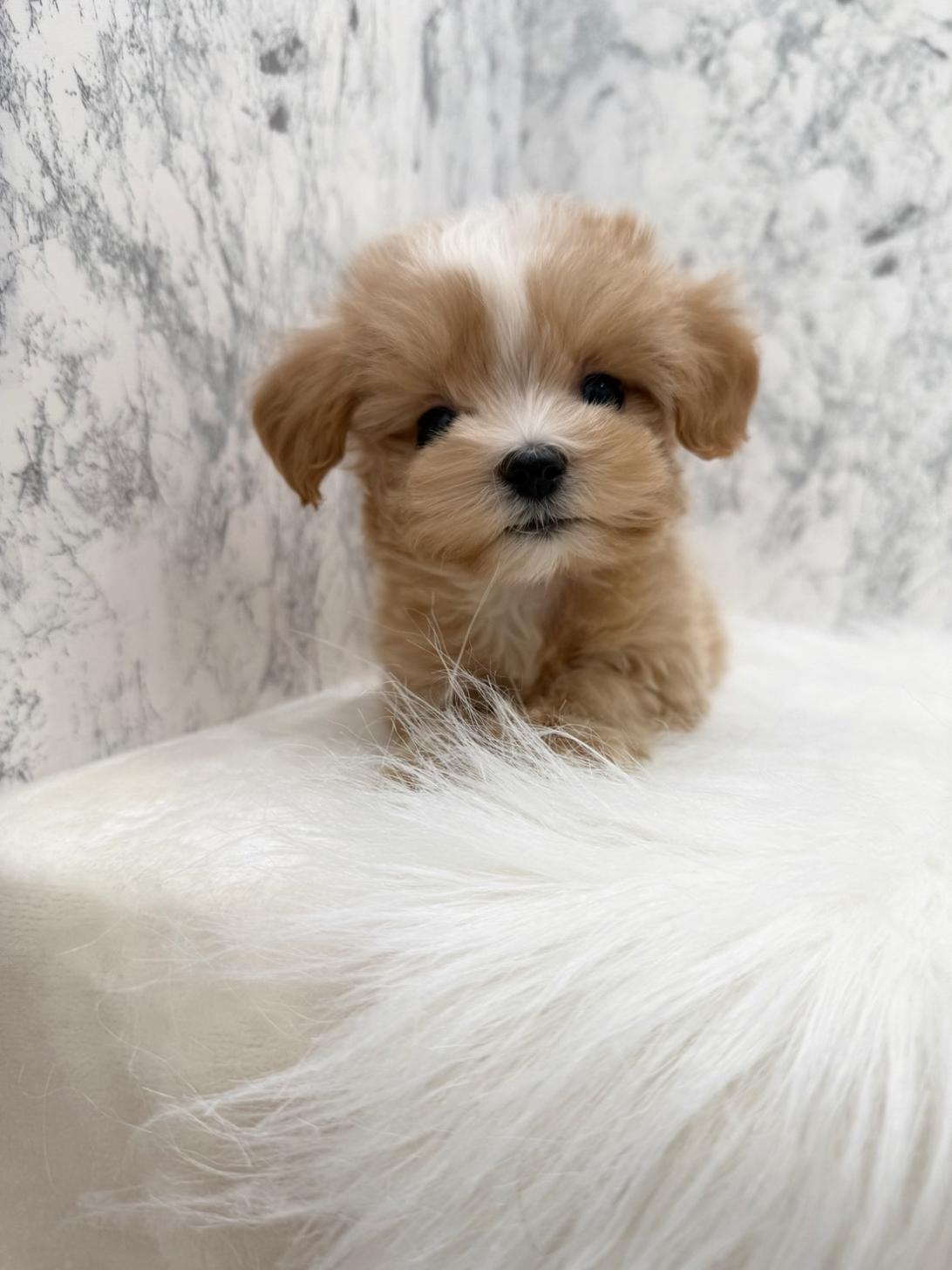 埼玉県のマルプー(マルチーズ×プードル) (PETSHOP FATIS/2025年9月12日生まれ/女の子/クリームホワイト)の子犬