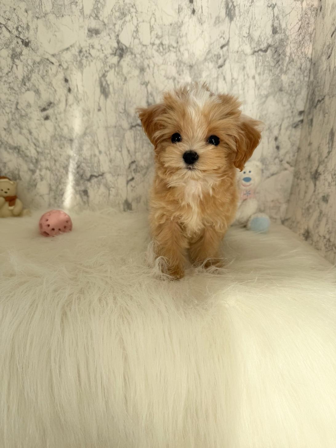 埼玉県のマルプー(マルチーズ×プードル) (PETSHOP FATIS/2025年9月12日生まれ/女の子/クリームホワイト)の子犬の1枚目の画像