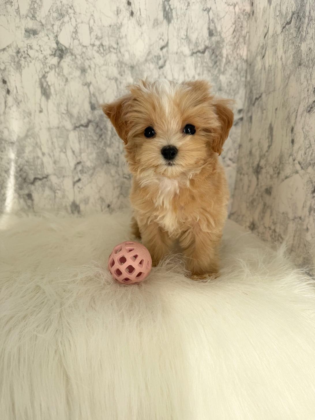 埼玉県のマルプー(マルチーズ×プードル) (PETSHOP FATIS/2025年9月12日生まれ/女の子/クリームホワイト)の子犬の2枚目の画像