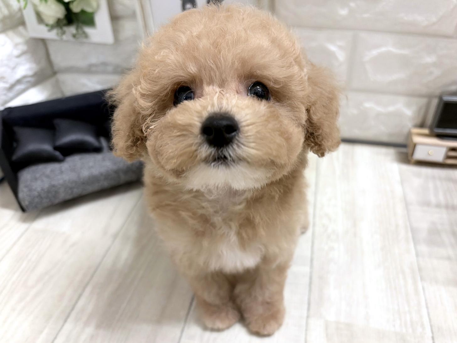 和歌山県のビションプー(ビションフリーゼ×プードル) (DOGMAN和歌山店/2026年6月19日生まれ/女の子/クリームホワイト)の子犬の1枚目の画像