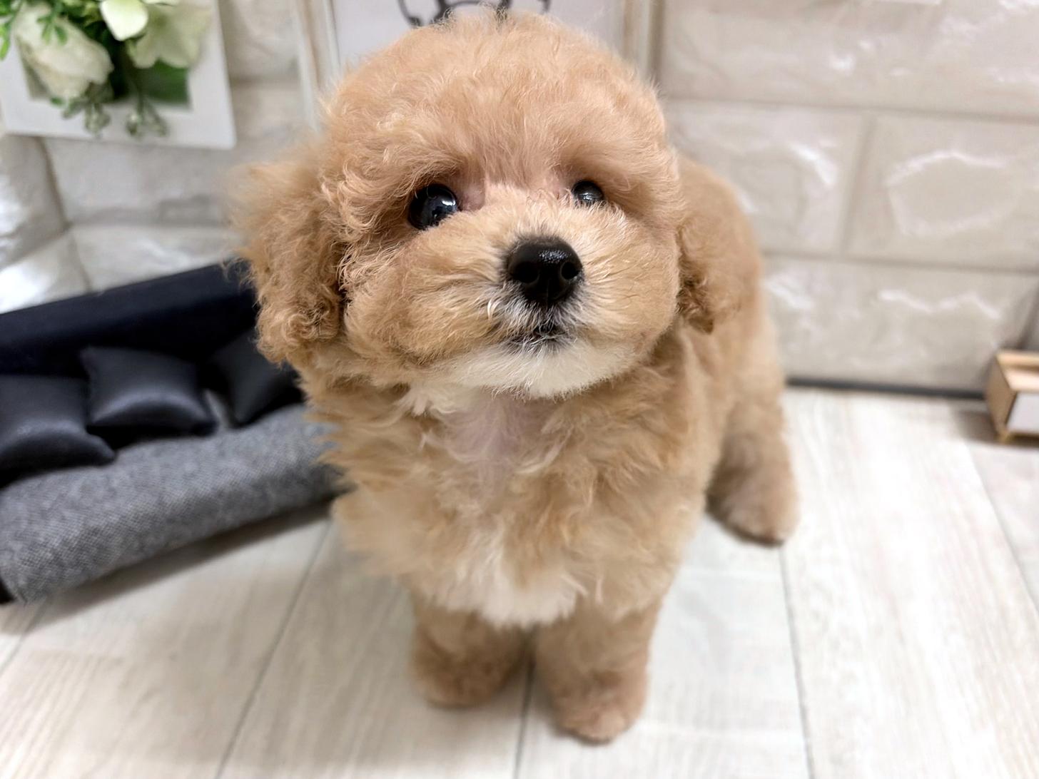 和歌山県のビションプー(ビションフリーゼ×プードル) (DOGMAN和歌山店/2026年6月19日生まれ/女の子/クリームホワイト)の子犬の3枚目の画像