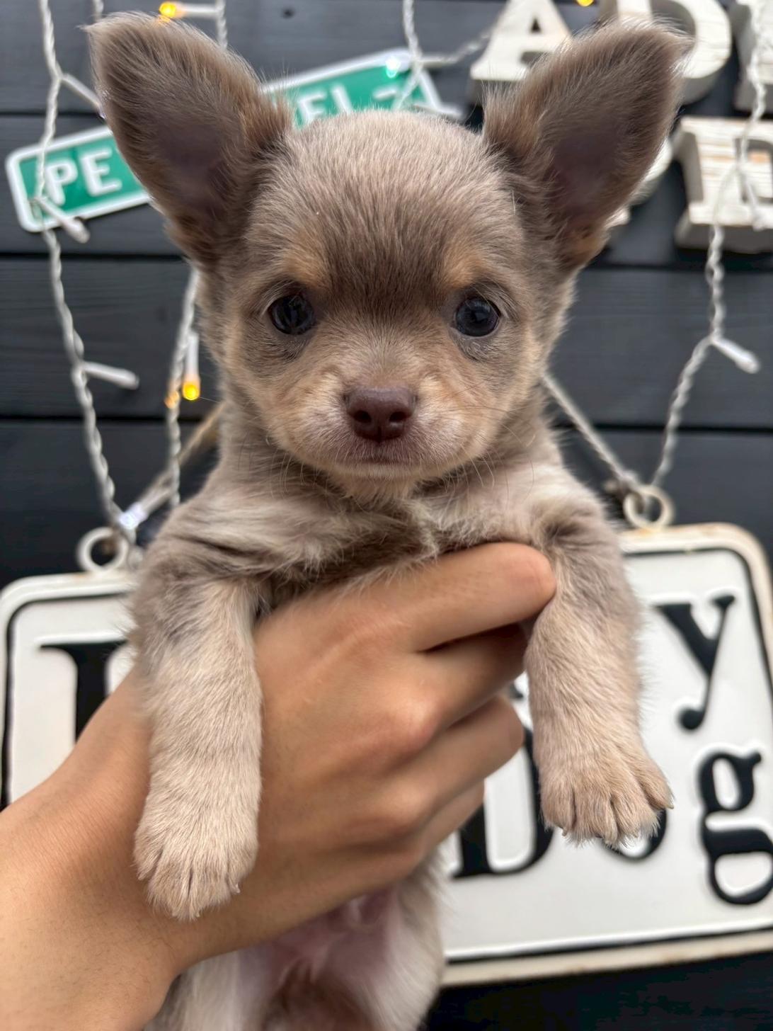 埼玉県のチワワ(ロング) (ADELE PETS/2025年3月8日生まれ/男の子/イザベラタンホワイト)の子犬
