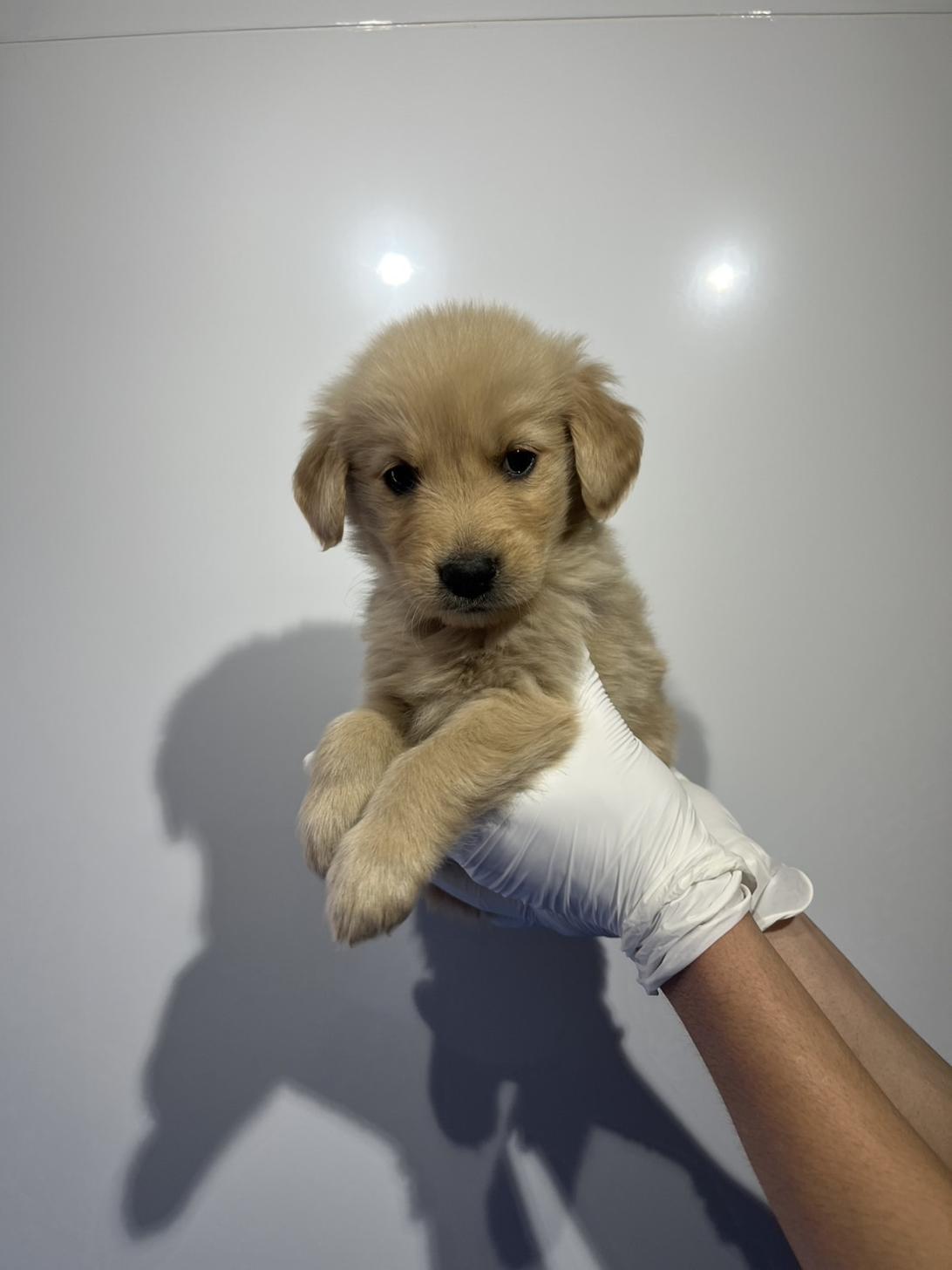 埼玉県のゴールデンレトリバー (ペッツスマイル加須インター店/2026年1月22日生まれ/女の子/ゴールデン)の子犬の1枚目の画像