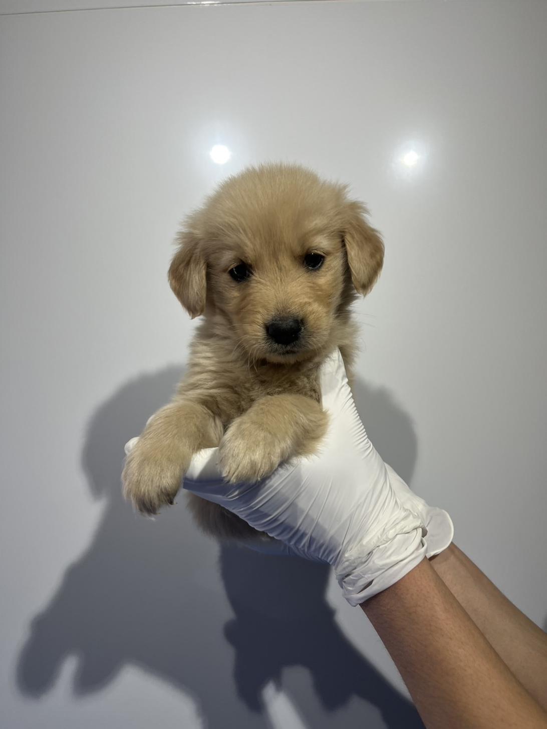 埼玉県のゴールデンレトリバー (ペッツスマイル加須インター店/2026年1月22日生まれ/女の子/ゴールデン)の子犬の3枚目の画像