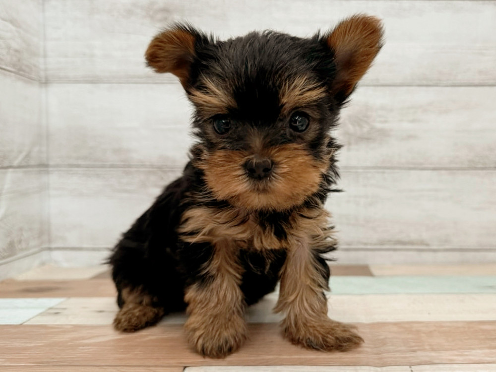 新潟県のヨークシャーテリア (竹内ペット 新潟西店/2025年10月14日生まれ/女の子/スチールブルータン)の子犬