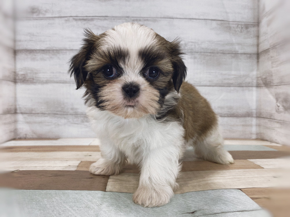 新潟県のシーズー (竹内ペット 新津本店/2026年2月28日生まれ/女の子/ホワイトゴールド)の子犬