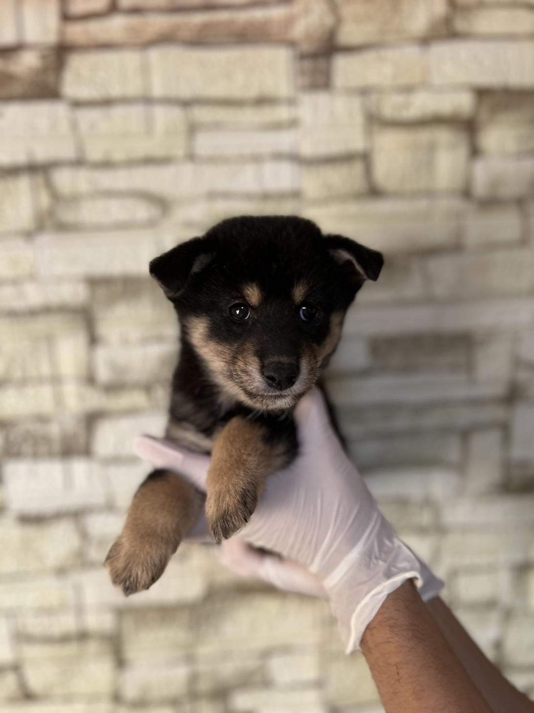 埼玉県の豆柴 (ペッツスマイル加須インター店/2025年9月6日生まれ/女の子/黒)の子犬の1枚目の画像