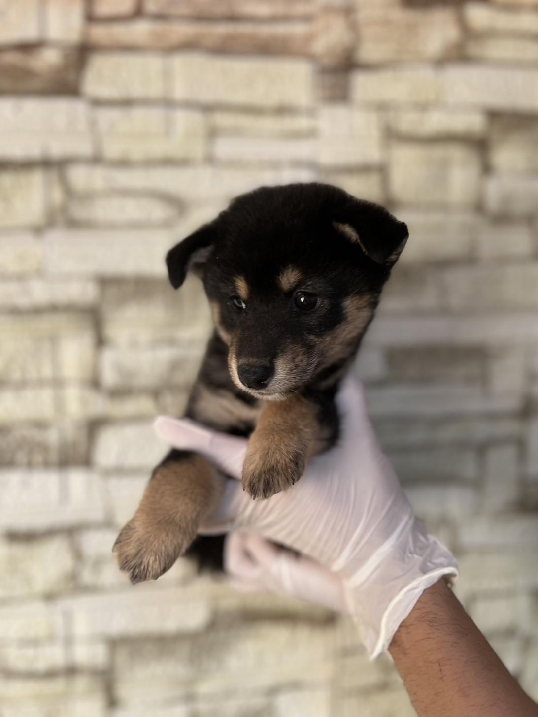 埼玉県の豆柴 (ペッツスマイル加須インター店/2025年9月6日生まれ/女の子/黒)の子犬の2枚目の画像