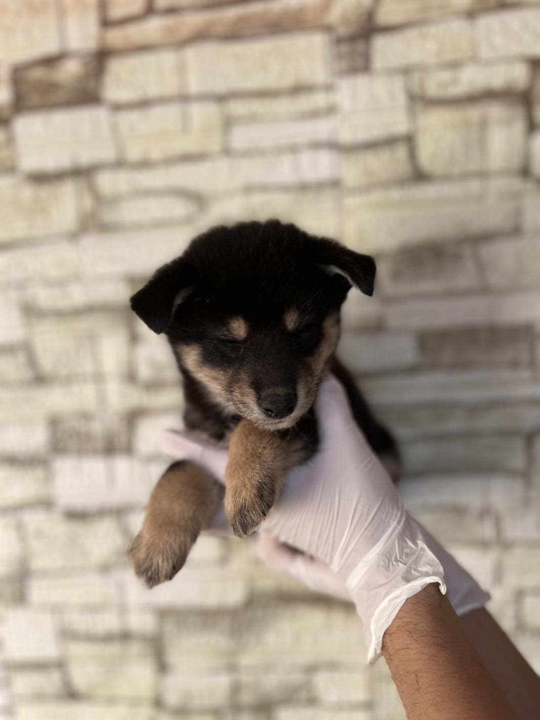 埼玉県の豆柴 (ペッツスマイル加須インター店/2025年9月6日生まれ/女の子/黒)の子犬の3枚目の画像